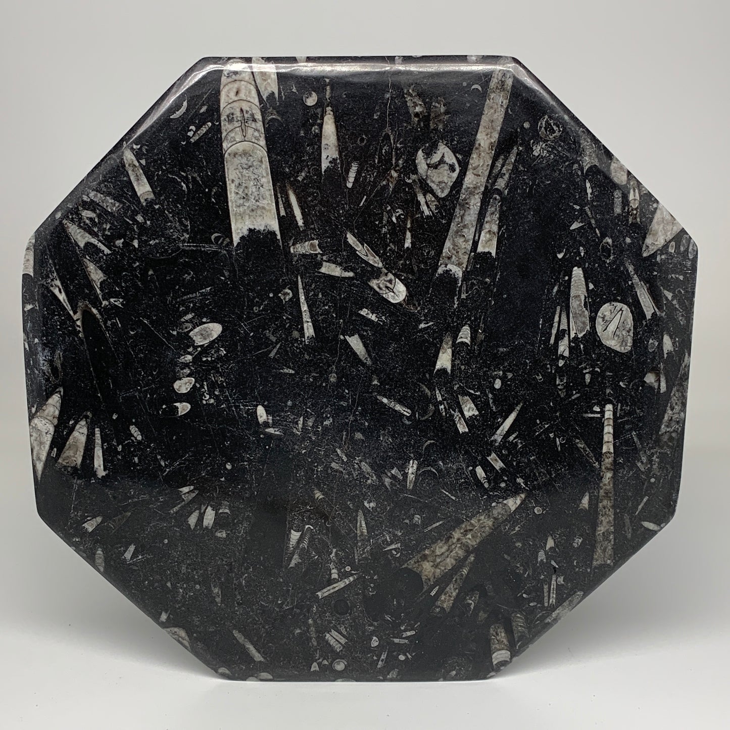 2pcs, 12" Large Octagon Shape Black Fossils Orthoceras Plates @Morocco, B8363