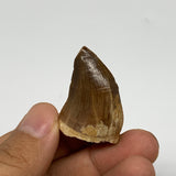 12.6g,1.5"X1"x0.7" Fossil Mosasaur Tooth reptiles, Cretaceous @Morocco, B23778