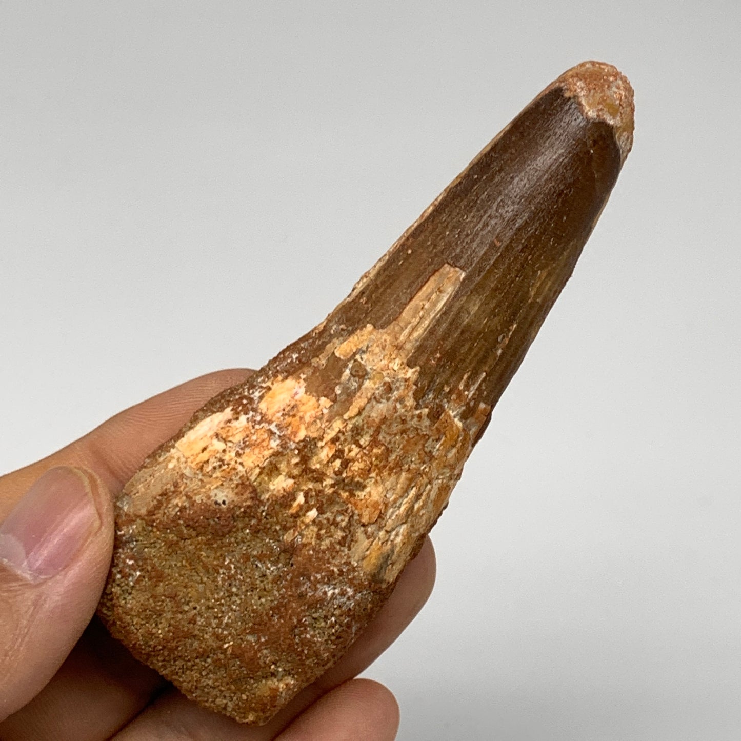 61.5g, 3.8"X1.4"x 0.9", Rare Natural Fossils Spinosaurus Tooth from Morocco, F32