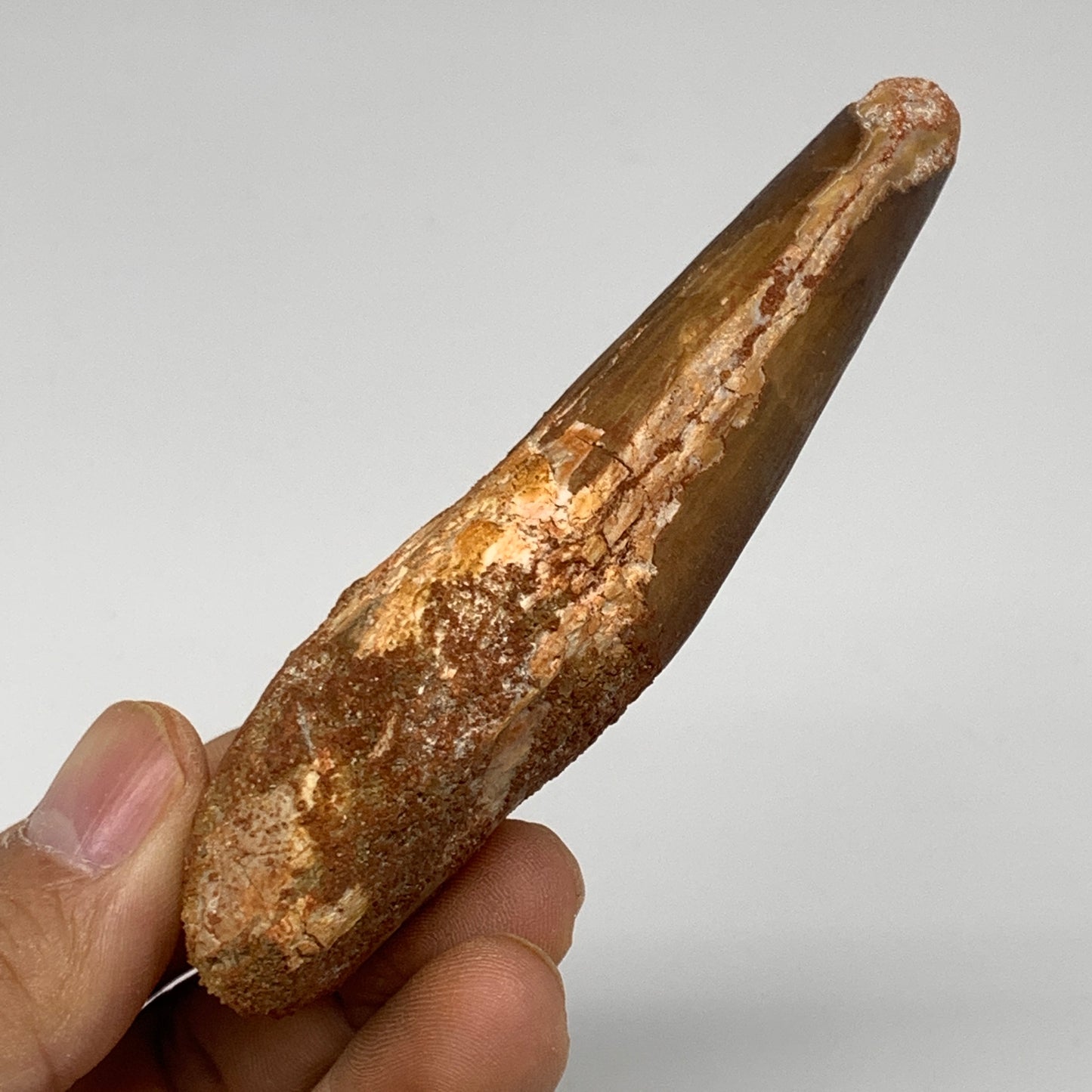 61.5g, 3.8"X1.4"x 0.9", Rare Natural Fossils Spinosaurus Tooth from Morocco, F32