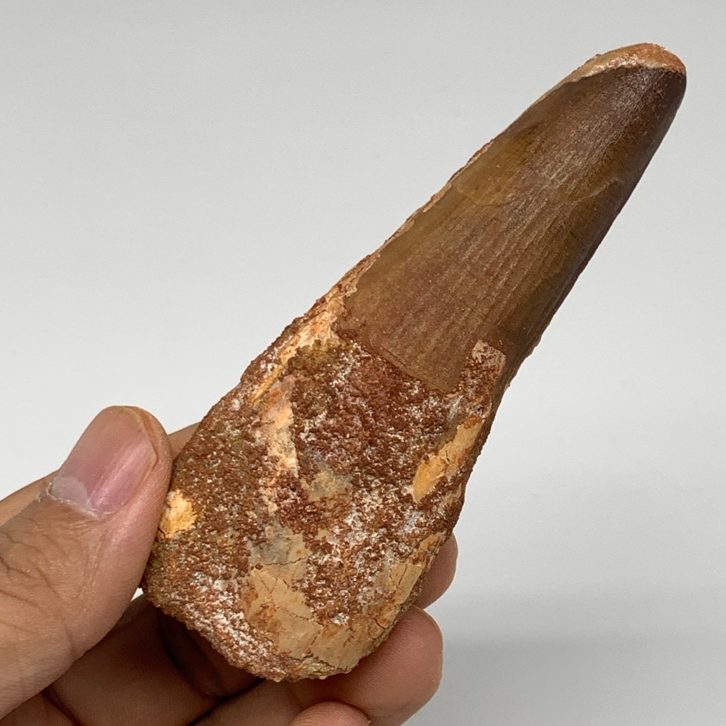 61.5g, 3.8"X1.4"x 0.9", Rare Natural Fossils Spinosaurus Tooth from Morocco, F32