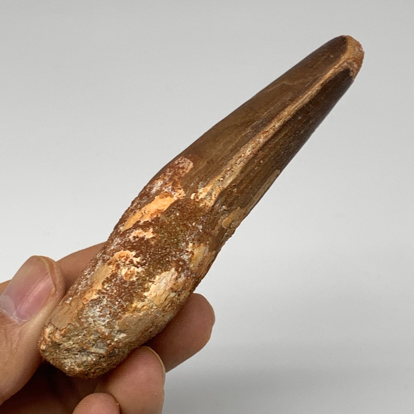 61.5g, 3.8"X1.4"x 0.9", Rare Natural Fossils Spinosaurus Tooth from Morocco, F32