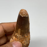61.5g, 3.8"X1.4"x 0.9", Rare Natural Fossils Spinosaurus Tooth from Morocco, F32