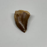 12.6g,1.5"X1"x0.7" Fossil Mosasaur Tooth reptiles, Cretaceous @Morocco, B23778