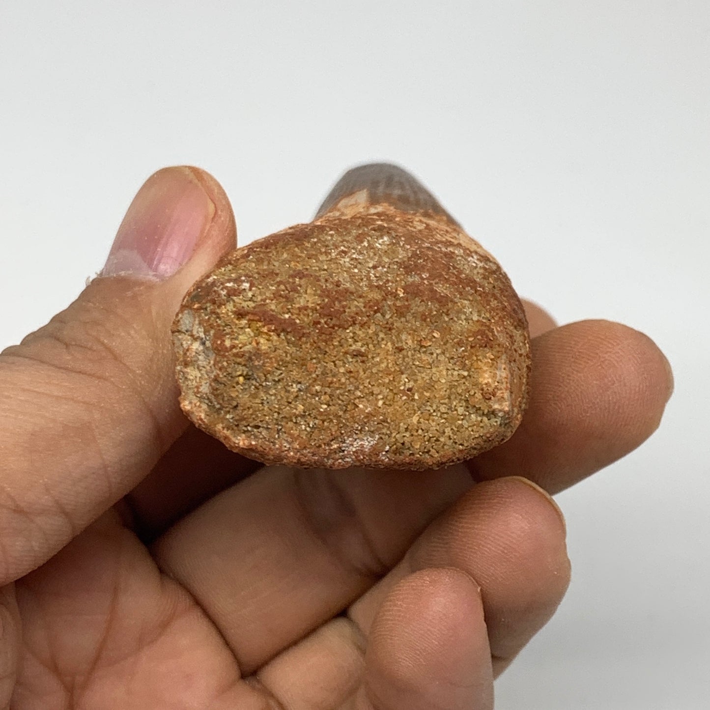 61.5g, 3.8"X1.4"x 0.9", Rare Natural Fossils Spinosaurus Tooth from Morocco, F32