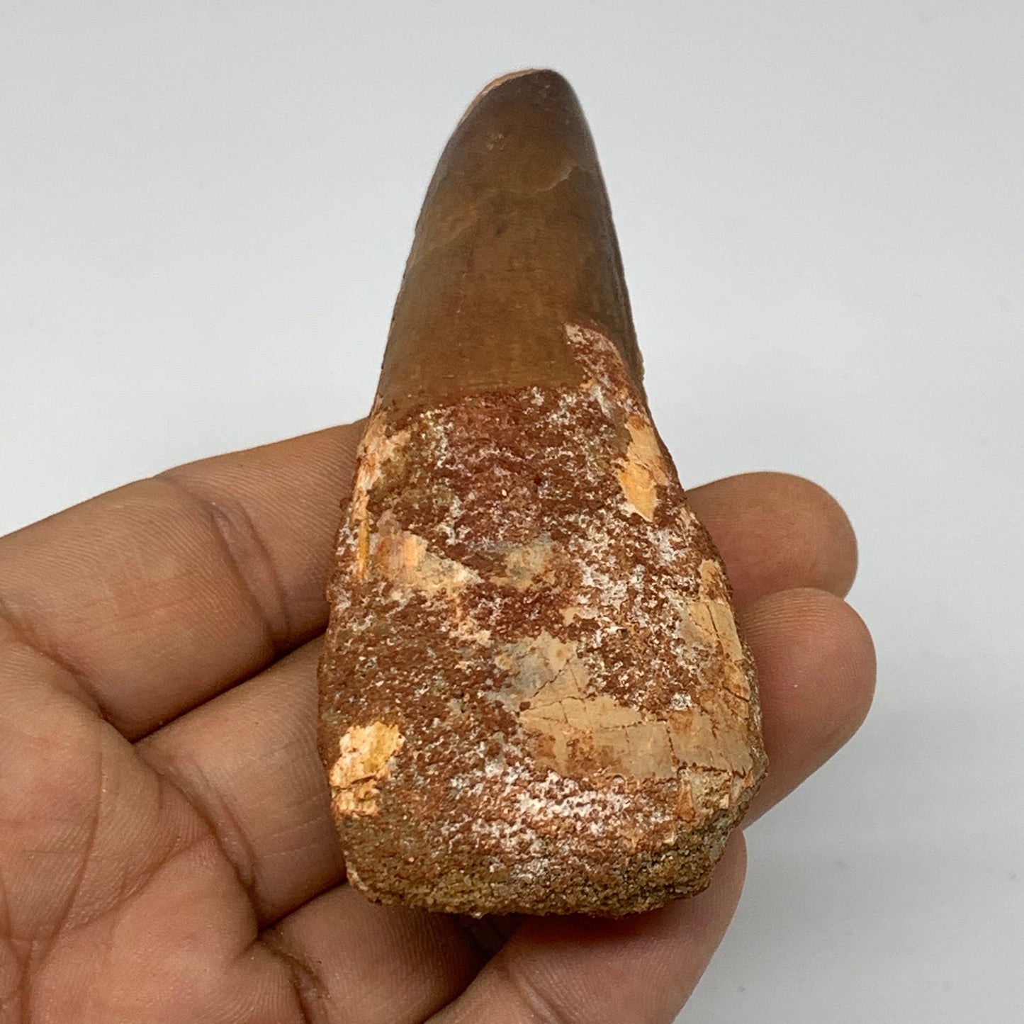 61.5g, 3.8"X1.4"x 0.9", Rare Natural Fossils Spinosaurus Tooth from Morocco, F32