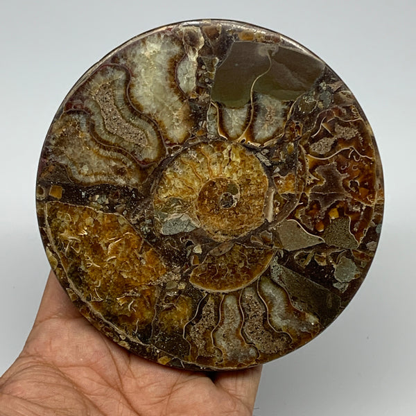229.3g, 4.4"x0.4", Ammonite coaster fossils made round disc @Madagascar, B15047