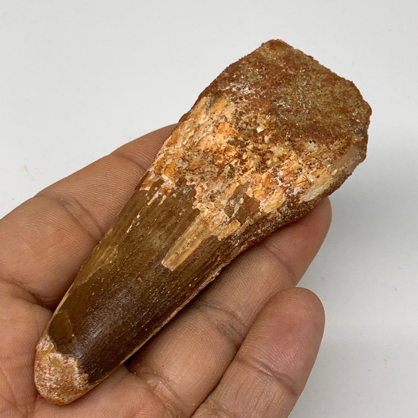 61.5g, 3.8"X1.4"x 0.9", Rare Natural Fossils Spinosaurus Tooth from Morocco, F32