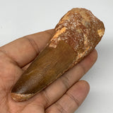 61.5g, 3.8"X1.4"x 0.9", Rare Natural Fossils Spinosaurus Tooth from Morocco, F32