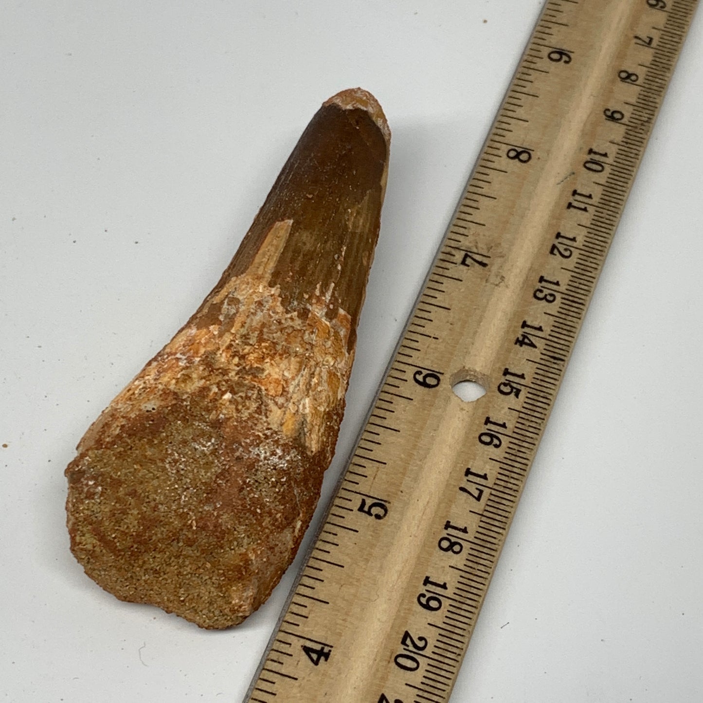 61.5g, 3.8"X1.4"x 0.9", Rare Natural Fossils Spinosaurus Tooth from Morocco, F32