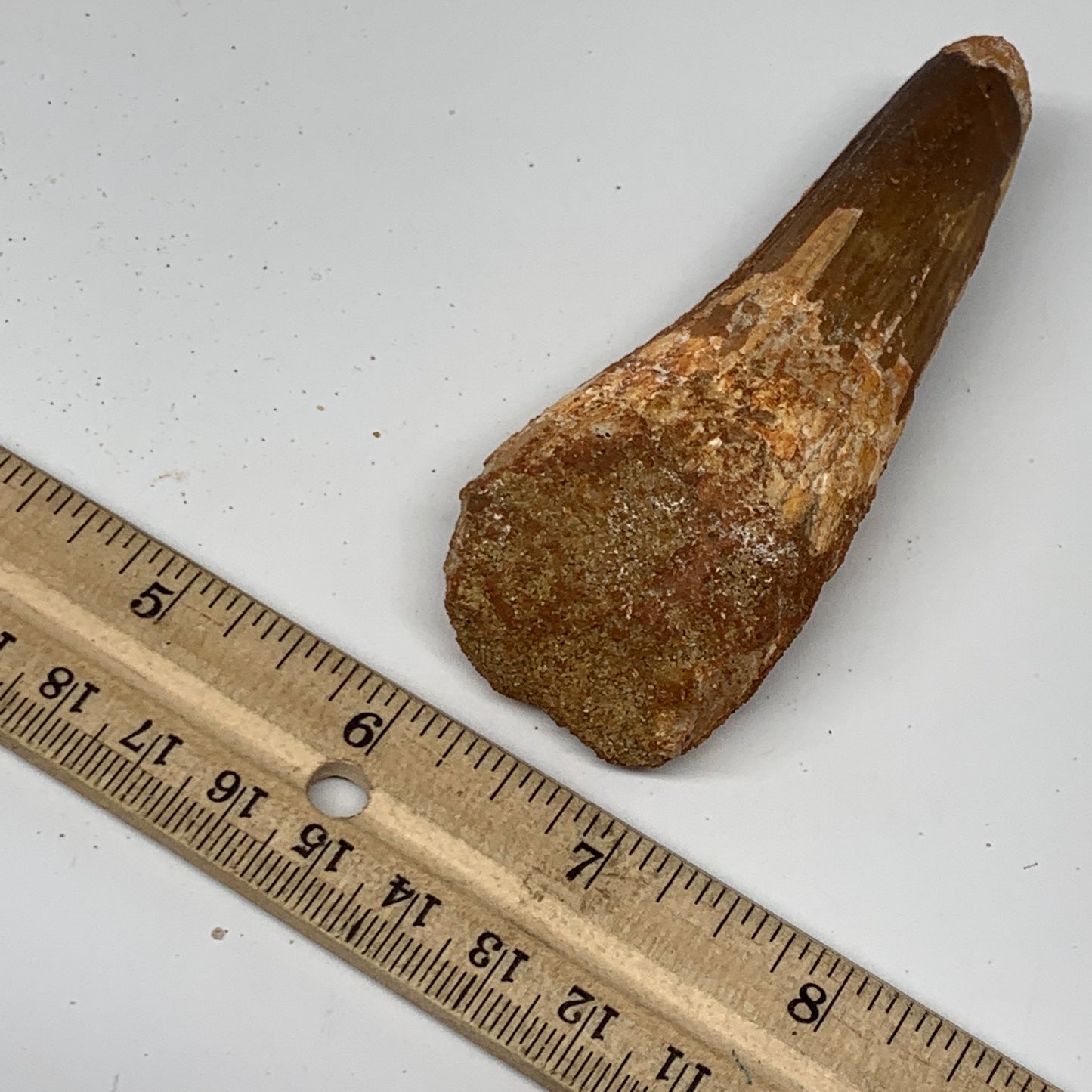 61.5g, 3.8"X1.4"x 0.9", Rare Natural Fossils Spinosaurus Tooth from Morocco, F32