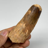 70.9g, 3.3"X1.3"x 1", Rare Natural Fossils Spinosaurus Tooth from Morocco, F3234