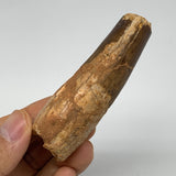 70.9g, 3.3"X1.3"x 1", Rare Natural Fossils Spinosaurus Tooth from Morocco, F3234