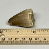 27.5g,1.8"X1.2"x0.9" Fossil Mosasaur Tooth reptiles, Cretaceous @Morocco, B23779