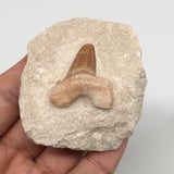 93.7g,2.3"X2.1"x1.2"Otodus Fossil Shark Tooth Mounted on Matrix @Morocco,MF2010