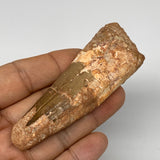 47.4g, 3.6"X1.2"x 0.7", Rare Natural Fossils Spinosaurus Tooth from Morocco, F32