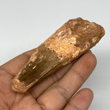 47.4g, 3.6"X1.2"x 0.7", Rare Natural Fossils Spinosaurus Tooth from Morocco, F32