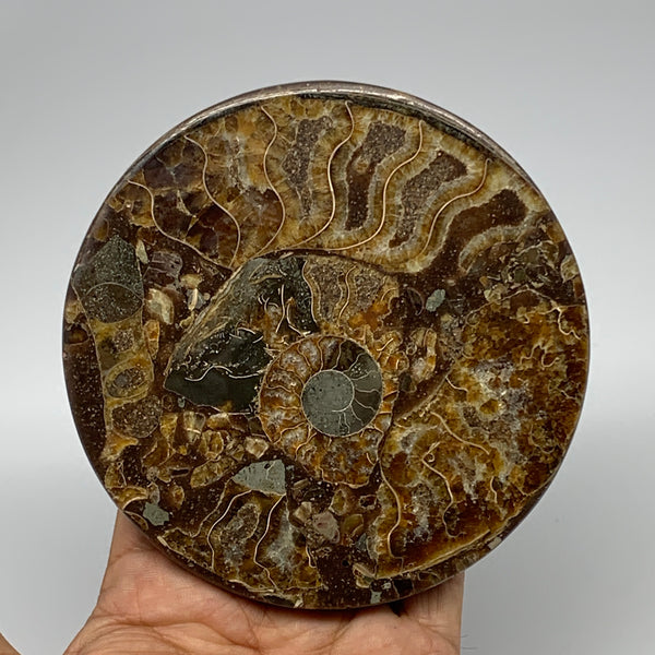 235.2g, 4.4"x0.4", Ammonite coaster fossils made round disc @Madagascar, B15051