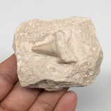 112.4g,2.5"X2"x1.2"Otodus Fossil Shark Tooth Mounted on Matrix @Morocco,MF2014