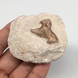 78.3g,2.2"X2"x1.2"Otodus Fossil Shark Tooth Mounted on Matrix @Morocco,MF2015