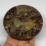 227.9g, 4.4"x0.4", Ammonite coaster fossils made round disc @Madagascar, B15052
