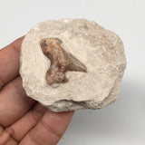 78.3g,2.2"X2"x1.2"Otodus Fossil Shark Tooth Mounted on Matrix @Morocco,MF2015