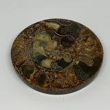227.9g, 4.4"x0.4", Ammonite coaster fossils made round disc @Madagascar, B15052