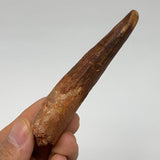 45.2g, 3.8"X1"x 0.7", Rare Natural Fossils Spinosaurus Tooth from Morocco, F3240