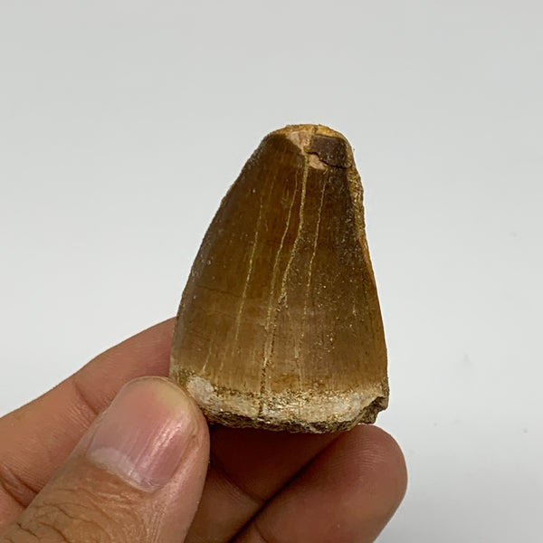 29.4g,1.7"X1.2"x1" Fossil Mosasaur Tooth reptiles, Cretaceous @Morocco, B23787