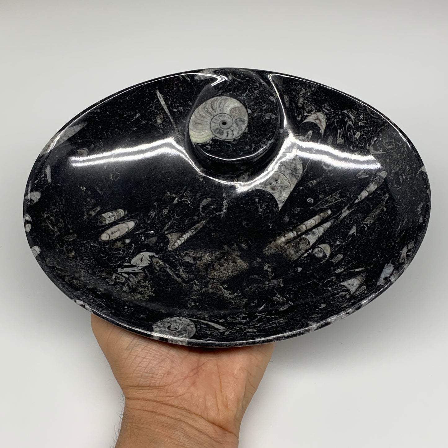 690g, 8.75"x6.5" Black Fossils Ammonite Orthoceras Bowl Oval Ring @Morocco,B8375