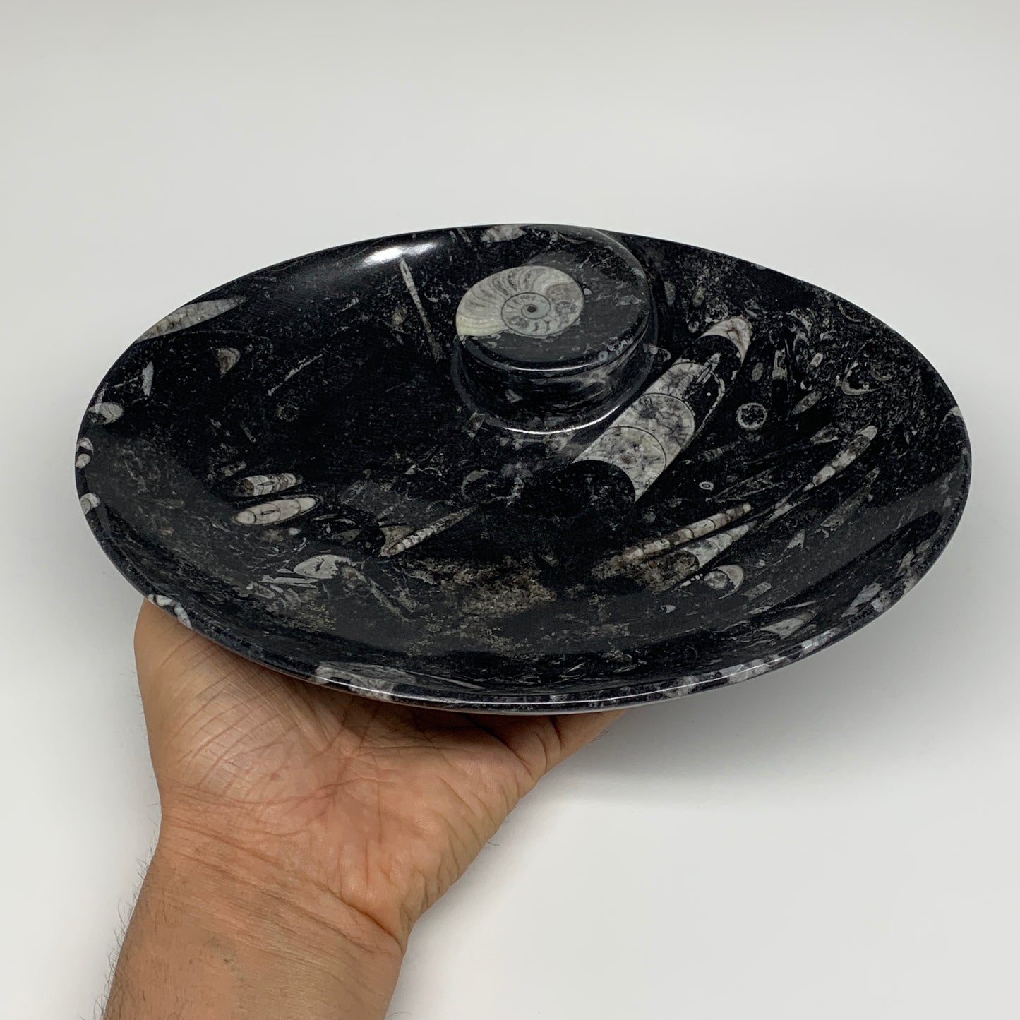 690g, 8.75"x6.5" Black Fossils Ammonite Orthoceras Bowl Oval Ring @Morocco,B8375