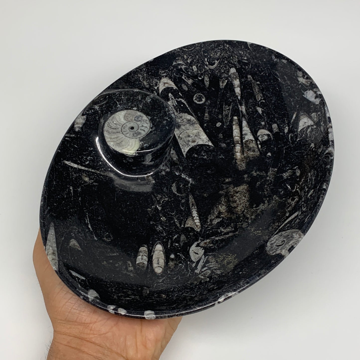 690g, 8.75"x6.5" Black Fossils Ammonite Orthoceras Bowl Oval Ring @Morocco,B8375