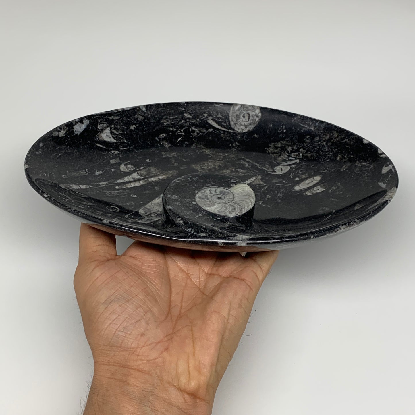 690g, 8.75"x6.5" Black Fossils Ammonite Orthoceras Bowl Oval Ring @Morocco,B8375