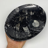 690g, 8.75"x6.5" Black Fossils Ammonite Orthoceras Bowl Oval Ring @Morocco,B8375