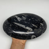 690g, 8.75"x6.5" Black Fossils Ammonite Orthoceras Bowl Oval Ring @Morocco,B8375