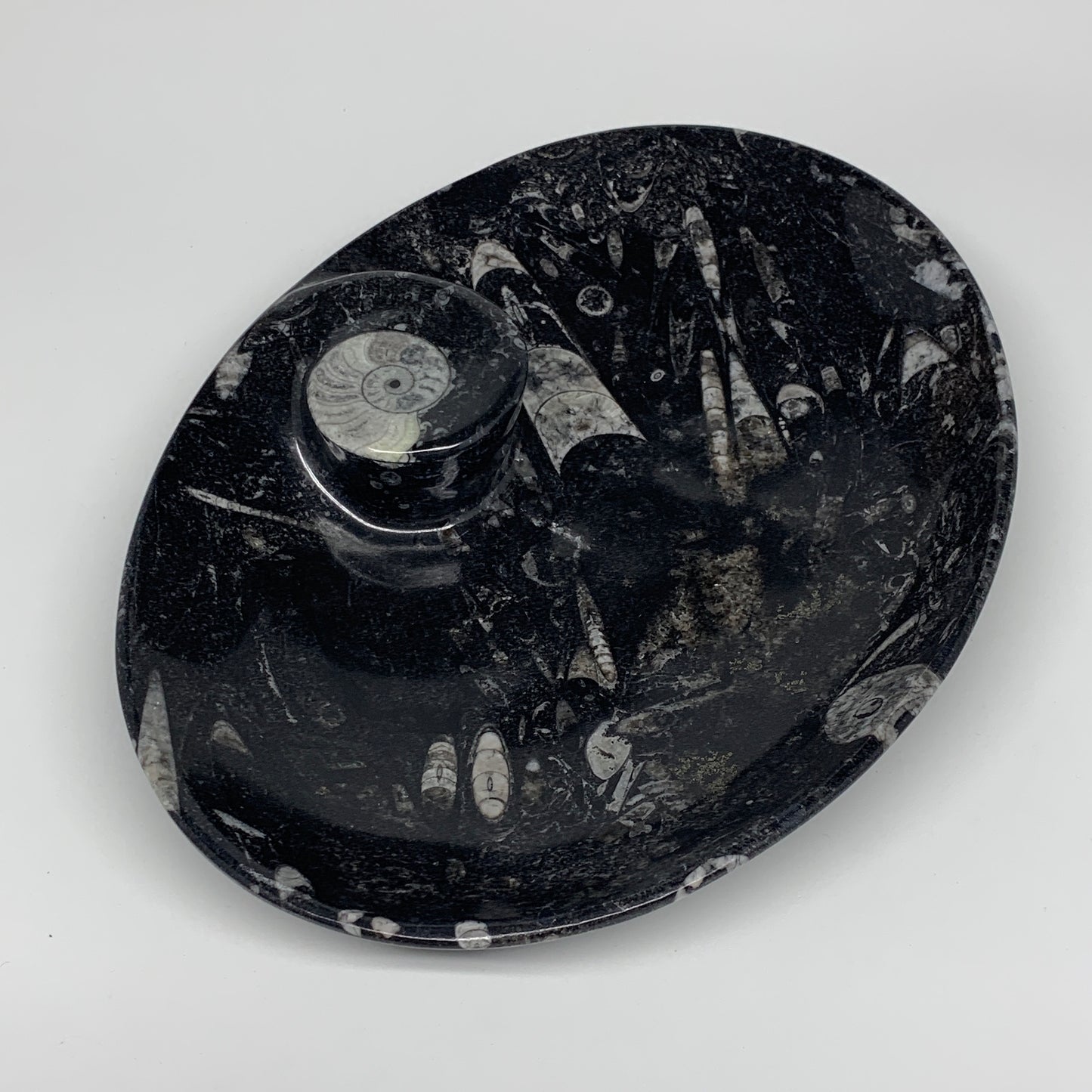 690g, 8.75"x6.5" Black Fossils Ammonite Orthoceras Bowl Oval Ring @Morocco,B8375