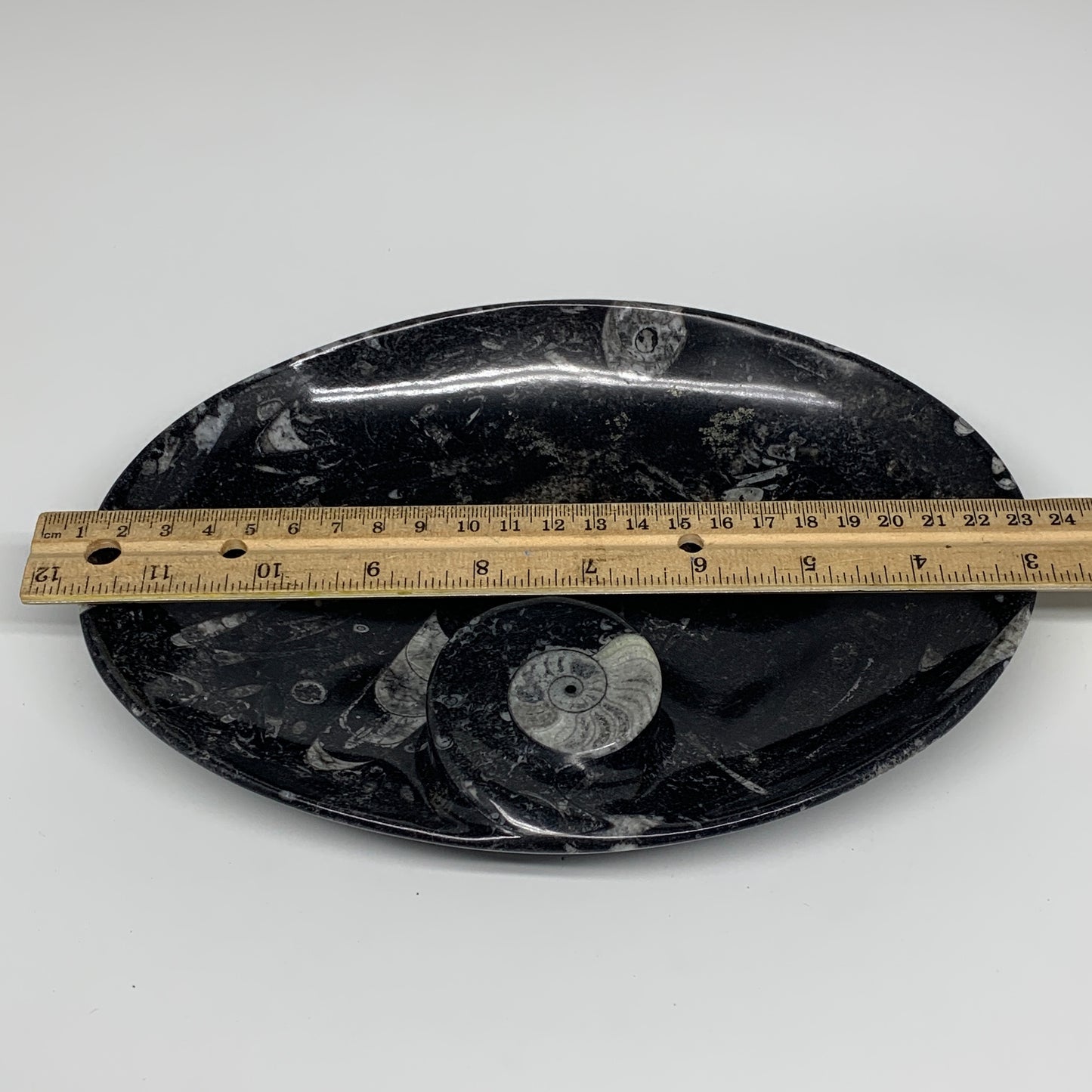 690g, 8.75"x6.5" Black Fossils Ammonite Orthoceras Bowl Oval Ring @Morocco,B8375