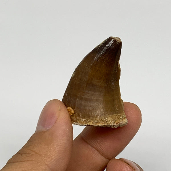 14.2g,1.4"X1"x0.8" Fossil Mosasaur Tooth reptiles, Cretaceous @Morocco, B23788