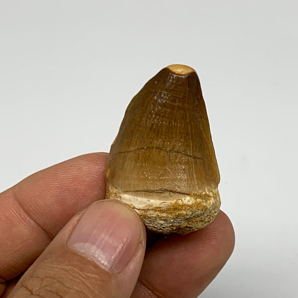 16.2g,1.5"X1"x0.8" Fossil Mosasaur Tooth reptiles, Cretaceous @Morocco, B23790