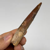 18.5g, 3.1"X0.8"x 0.5", Rare Natural Fossils Spinosaurus Tooth from Morocco, F32