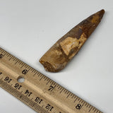 18.5g, 3.1"X0.8"x 0.5", Rare Natural Fossils Spinosaurus Tooth from Morocco, F32