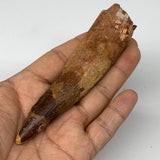 64.6g, 4.5"X1.1"x 0.9", Rare Natural Fossils Spinosaurus Tooth from Morocco, F32