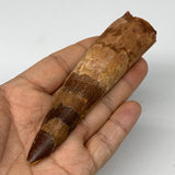 64.6g, 4.5"X1.1"x 0.9", Rare Natural Fossils Spinosaurus Tooth from Morocco, F32