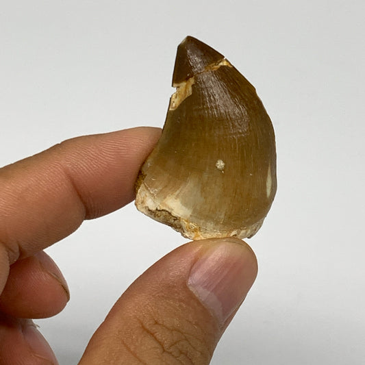 16g,1.5"X1"x0.8" Fossil Mosasaur Tooth reptiles, Cretaceous @Morocco, B23795