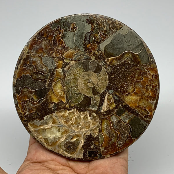 204.2g, 4.4"x0.4", Ammonite coaster fossils made round disc @Madagascar, B15064