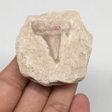 85.5g,2.2"X2"x1.3"Otodus Fossil Shark Tooth Mounted on Matrix @Morocco,MF2028