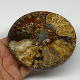 232g, 4.3"x0.5", Ammonite coaster fossils made round disc @Madagascar, B15065