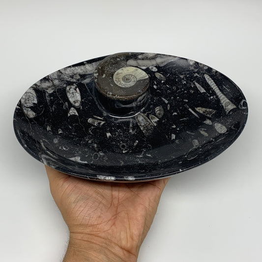916g, 8.75"x6.5" Black Fossils Ammonite Orthoceras Bowl Oval Ring @Morocco,B8386