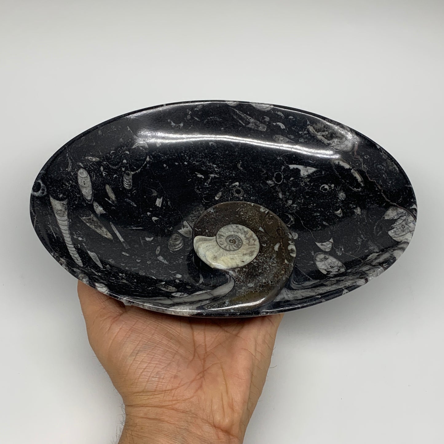 916g, 8.75"x6.5" Black Fossils Ammonite Orthoceras Bowl Oval Ring @Morocco,B8386