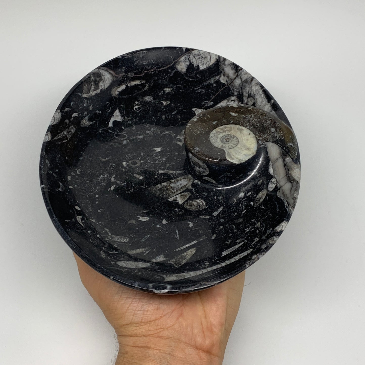 916g, 8.75"x6.5" Black Fossils Ammonite Orthoceras Bowl Oval Ring @Morocco,B8386